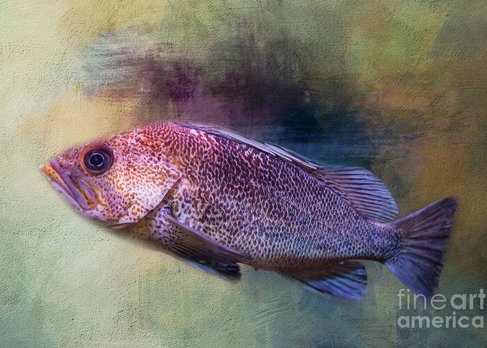 Copper Rockfish Greeting Card featuring the photograph Copper Rockfish by Eva Lechner