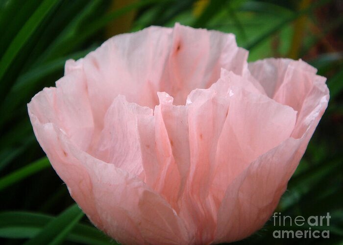 Poppy Greeting Card featuring the photograph Coral Poppy 2 by Yvonne Johnstone