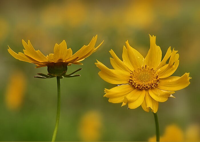 2015 Greeting Card featuring the photograph Coreopsis by Robert Charity