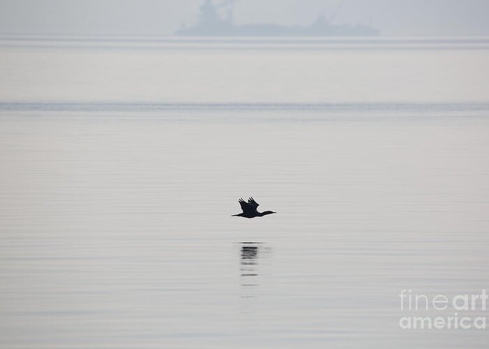 Cormorant Greeting Card featuring the photograph Cormorant River Peace by Rachel Morrison