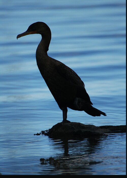 Wildlife Greeting Card featuring the photograph Cormorant Silhouette by William Selander