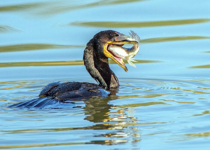 Cormorant Greeting Card featuring the photograph Cormorant with Fish 5461-112617-2cr by Tam Ryan