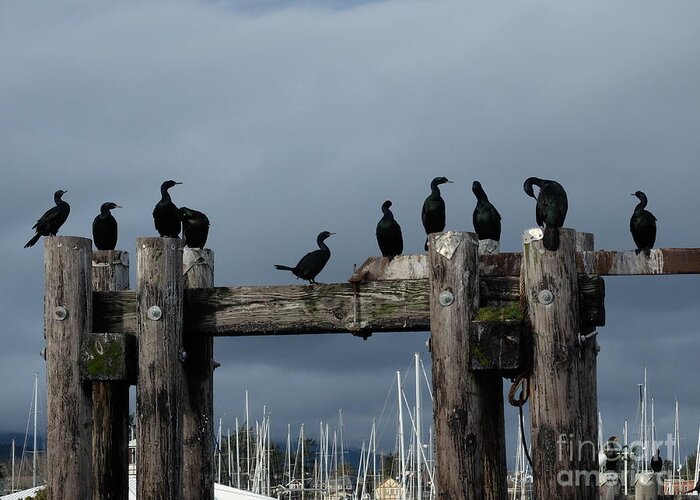 Cormorants Birds Sky Clouds Drama Boats Seaside Sun Shadow Light Pilings Bolts Wood Logs Grey Blue Black White Brown Yellow White Greeting Card featuring the photograph Cormorants by Ida Eriksen