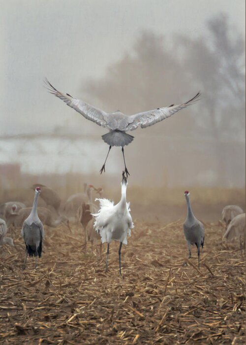Whooping Crane Greeting Card featuring the photograph Cornfield Bullies by Susan Rissi Tregoning