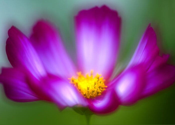 Flower Greeting Card featuring the photograph Cosmea Flower by Silke Magino