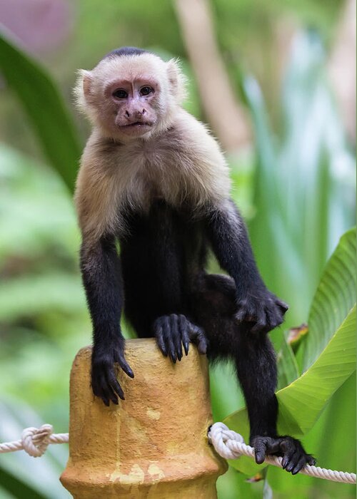 Costa Rica Greeting Card featuring the photograph Costa Monkey 2 by Dillon Kalkhurst