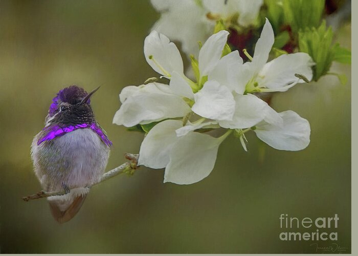 Anacacho Greeting Card featuring the photograph Costas Hummingbird on an Anacacho Orchid Branch by Teresa Wilson