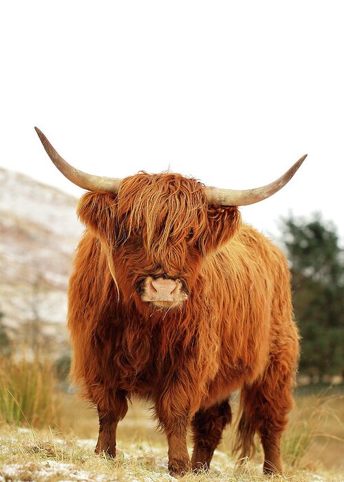 Highland Cattle Greeting Card featuring the photograph Scottish Highland Cow Loch Lomond by Grant Glendinning
