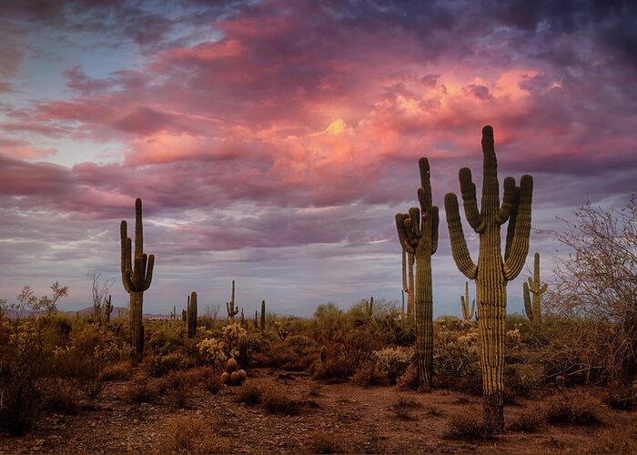 Saguaro Sunrise Greeting Card featuring the photograph Cotton Candy Pink Sonoran Sunrise by Saija Lehtonen
