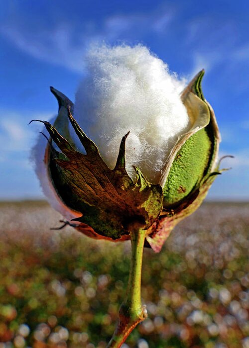 Cotton Pickin Greeting Card featuring the photograph Cotton Pickin' by Skip Hunt
