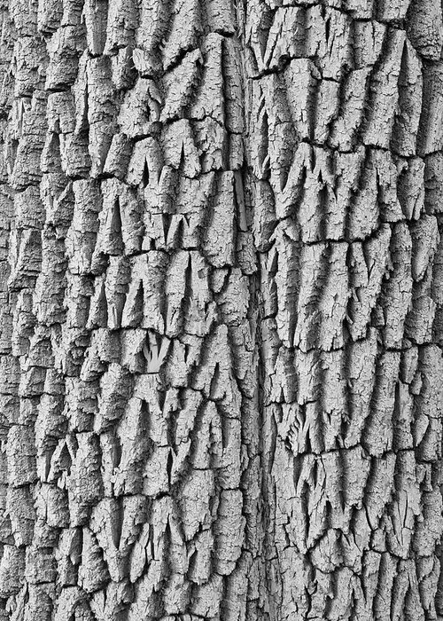 Texture Prints Greeting Card featuring the photograph Cottonwood Tree Texture Black and White Print by James BO Insogna
