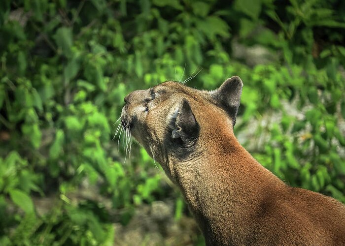 Cougar Greeting Card featuring the photograph Cougar by Dana Foreman
