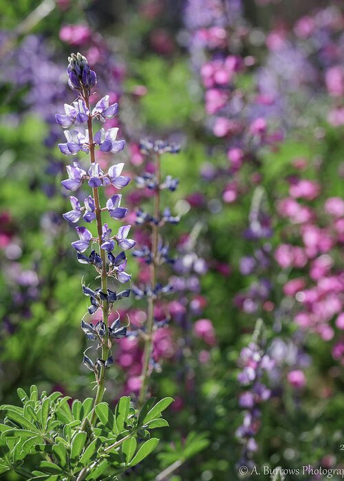 Lupinus Sparsiflorus Greeting Card featuring the photograph Coulter's Field by Aaron Burrows