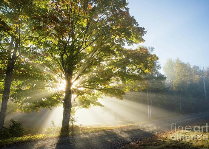 Morning Light Rays Greeting Card featuring the photograph Country Road by Alana Ranney