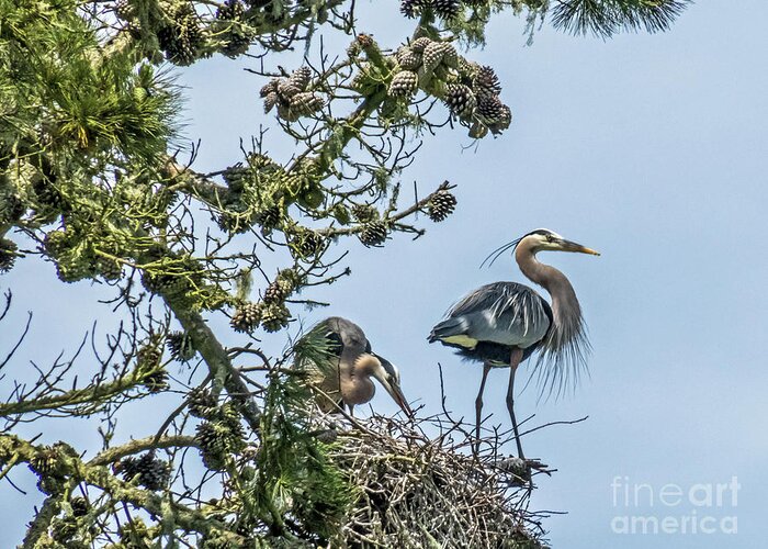 Great Blue Heron Greeting Card featuring the photograph Great Blue Heron Couple by Kate Brown