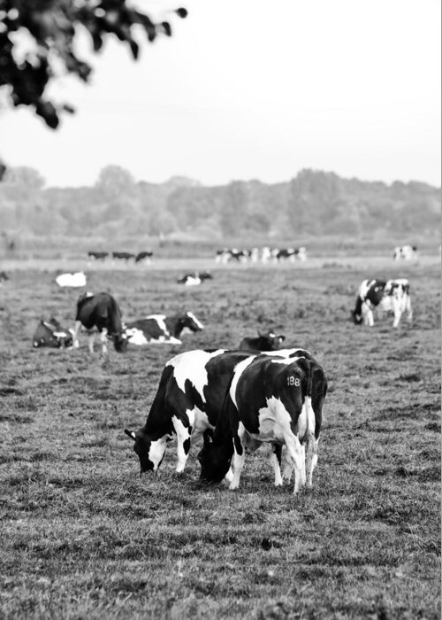 Farm Greeting Card featuring the photograph Cow 188 by Edward Myers