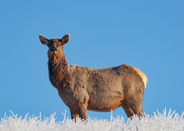 Mark Miller Photos Greeting Card featuring the photograph Cow Elk Frost and Blue Sky by Mark Miller