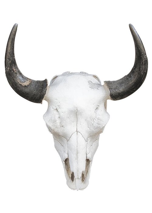 Cow Skull Greeting Card featuring the photograph Cow Skull Knockout On White by Gary Warnimont