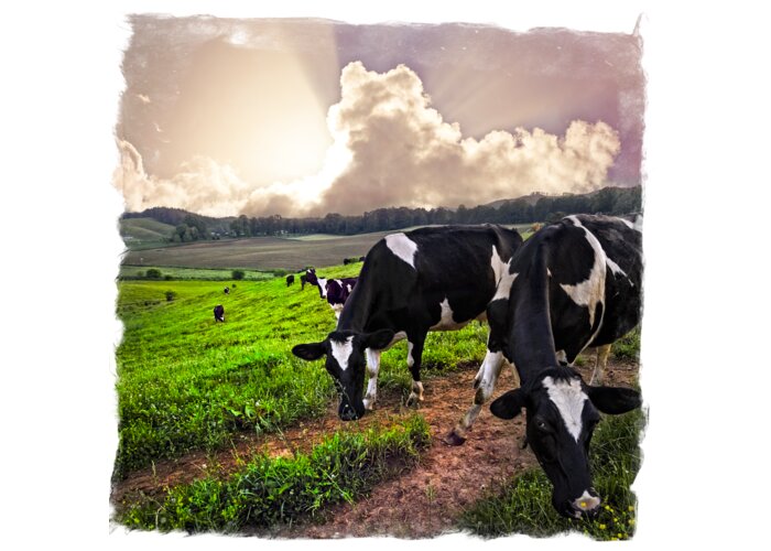 Agriculture Greeting Card featuring the photograph Cows at Sunset Bordered by Debra and Dave Vanderlaan