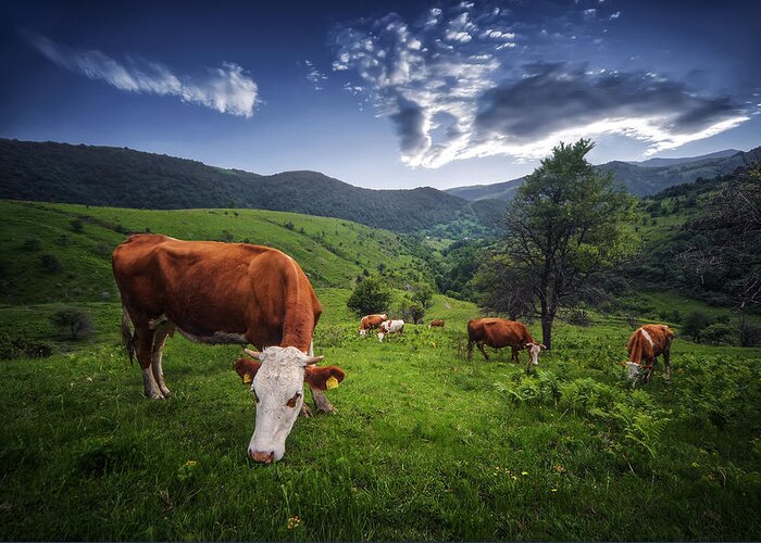 #nature #bird #animal #wildlife #animals #insect #travel #wild #butterfly #portrait #kosovo #green #greatnature #flower #village #sunset #forest #cows Greeting Card featuring the photograph Cows by Bess Hamiti