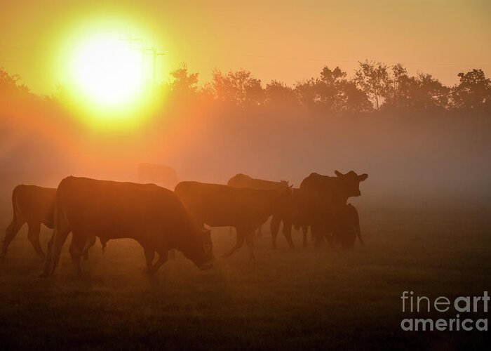 Cows Greeting Card featuring the photograph Cows in the Sunrise Mist by Cheryl McClure