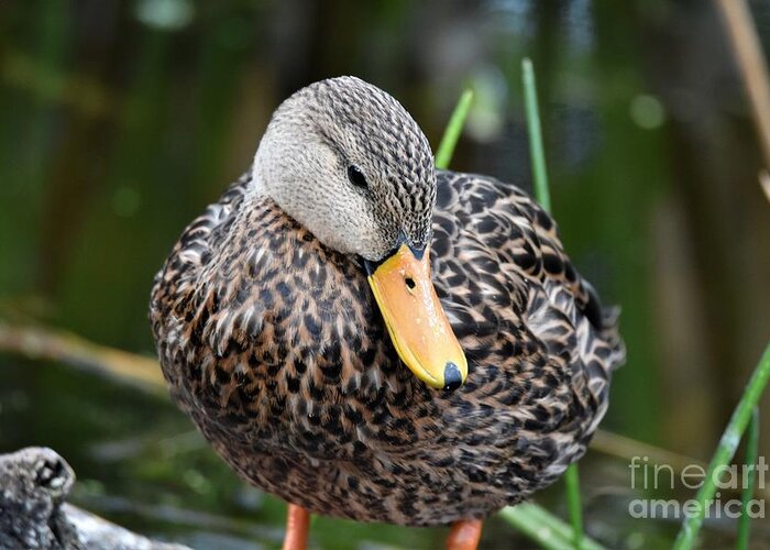 Mottled Duck Greeting Card featuring the photograph Coy Duck by Julie Adair