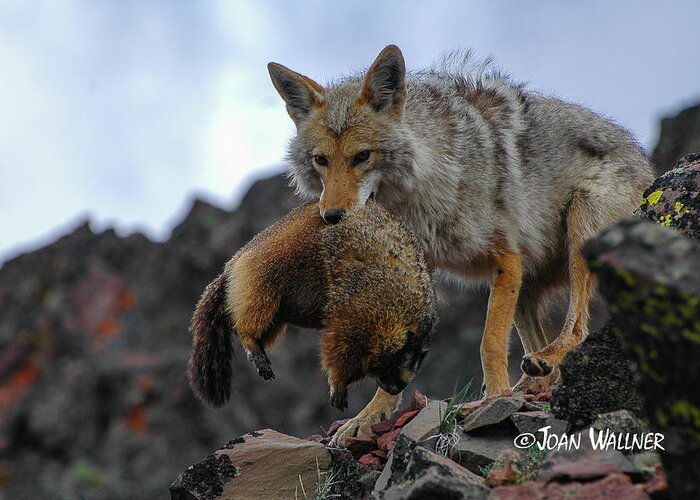 Coyote Greeting Card featuring the photograph Coyote Catch by Joan Wallner