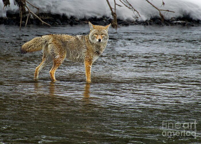 Coyote Greeting Card featuring the photograph Coyote In The Madison River-Signed-#0635 by J L Woody Wooden