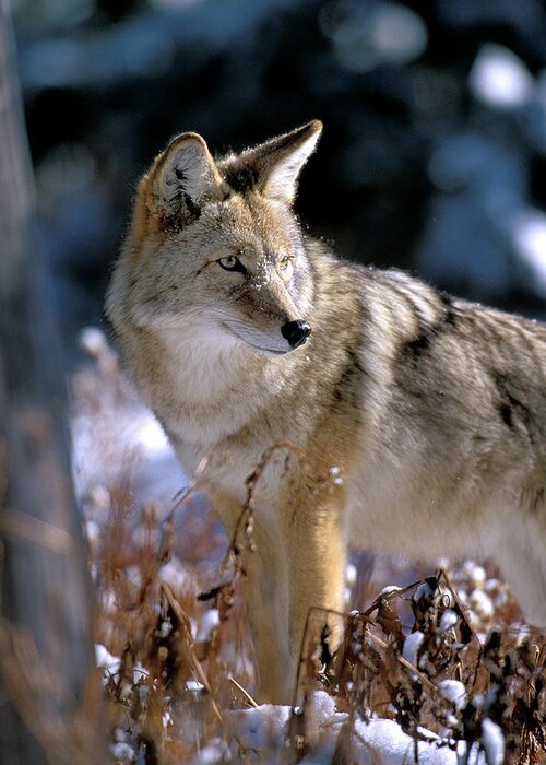 Wild Greeting Card featuring the photograph Coyote in Winter Light by Mark Miller