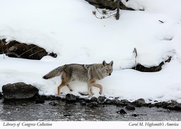Carol M. Highsmith Greeting Card featuring the photograph Coyote in Yellowstone National Park by Carol M Highsmith