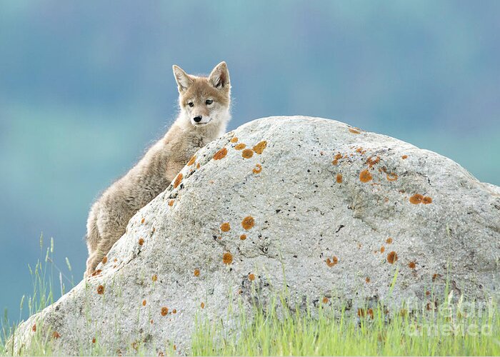 Coyote Greeting Card featuring the photograph Coyote Pup by Shannon Carson