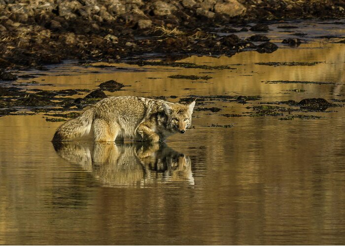 Coyote Greeting Card featuring the photograph Coyote Reflections by Yeates Photography