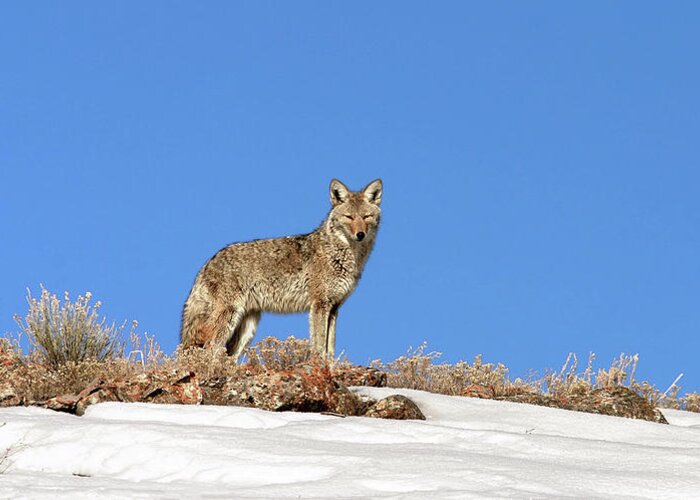 Coyote Greeting Card featuring the photograph Coyote by Ronnie And Frances Howard