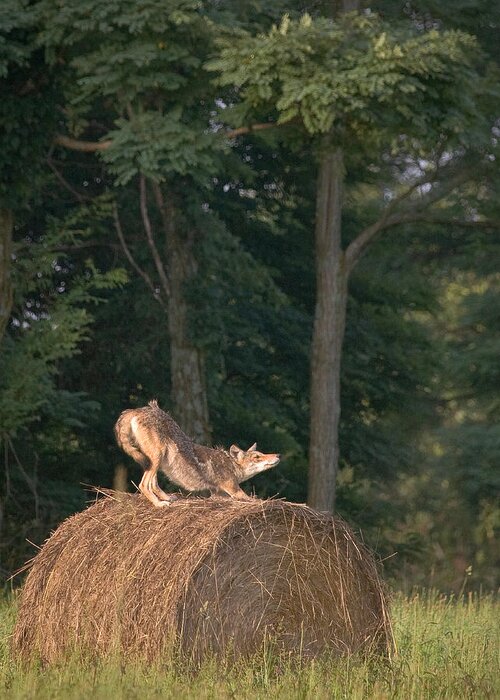 Coyote Greeting Card featuring the photograph Coyote Stretching on Hay Bale by Michael Dougherty
