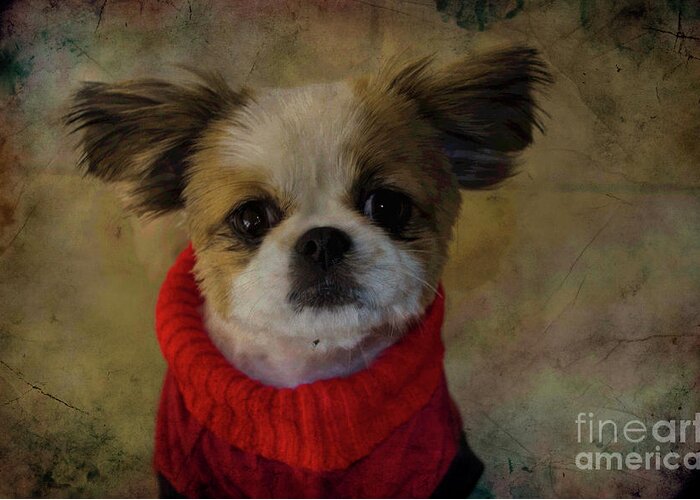 Comfy Greeting Card featuring the photograph Cozy Sadie by Al Bourassa