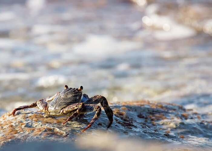 Crab Greeting Card featuring the photograph Crab Looking for Food by David Buhler