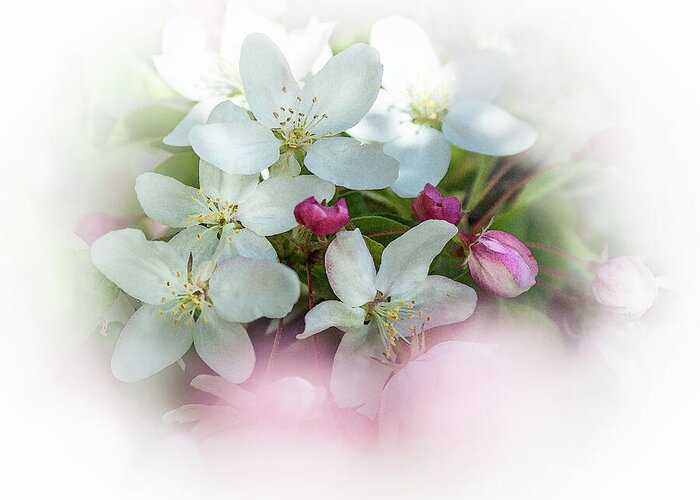 Crabapple Flowers Greeting Card featuring the photograph Crabapple Blossoms 3 - by Julie Weber