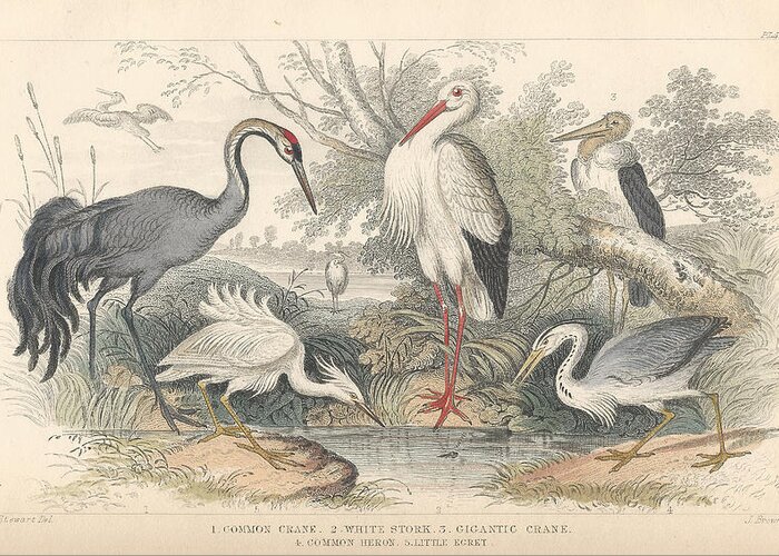 Antique Prints Greeting Card featuring the drawing Cranes by Dreyer Wildlife Print Collections 