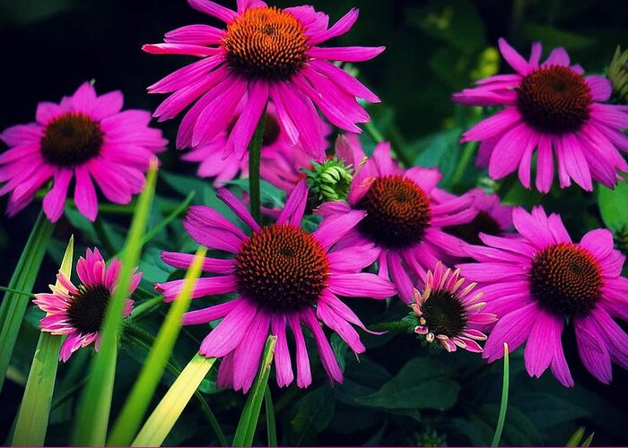  Greeting Card featuring the photograph Crazy for Coneflowers by Kendall McKernon