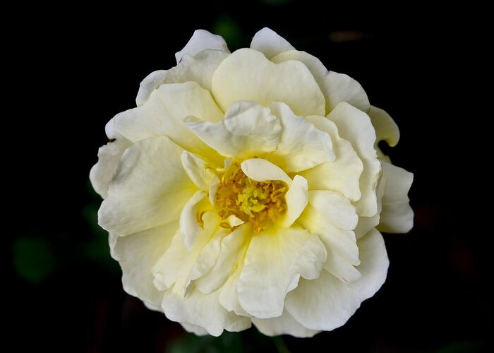 Rose Greeting Card featuring the photograph Cream Rose on Black background. by Elena Perelman