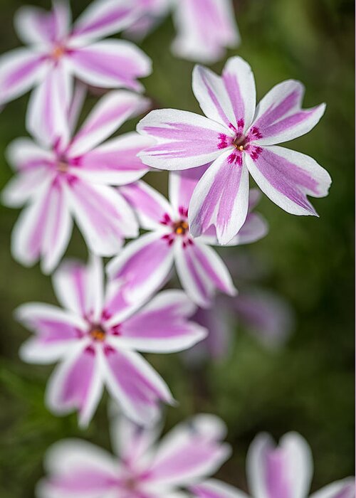 Floral Greeting Card featuring the photograph Creeping Phlox by Jeff Abrahamson