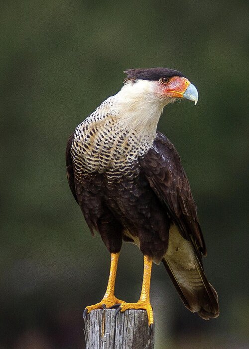 Large Greeting Card featuring the photograph Crested Caracara by Ronald Lutz
