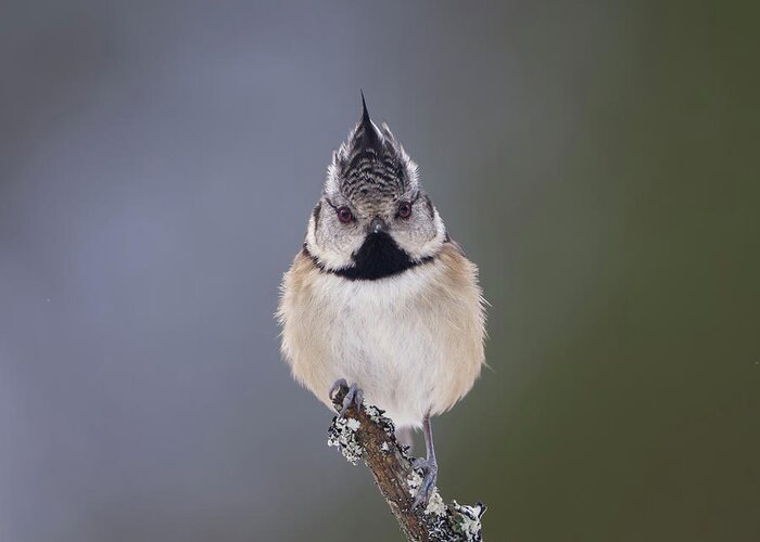 Crested Greeting Card featuring the photograph Crested Tit by Pete Walkden