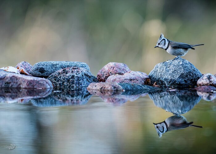 Crested Tit's Reflection Greeting Card featuring the photograph Crested Tit's reflection by Torbjorn Swenelius