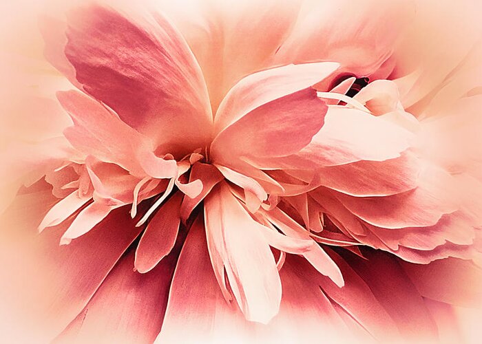 Flower Greeting Card featuring the photograph Crimson Ballet Powder Puff by Darlene Kwiatkowski