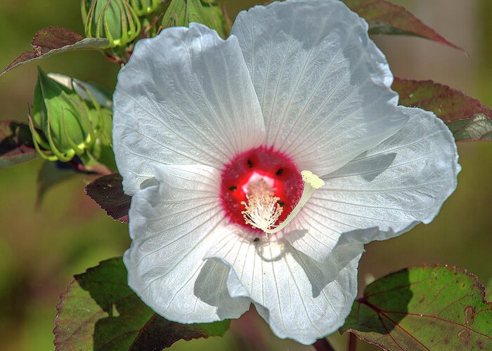 Marsh Greeting Card featuring the photograph Crimson-eyed Rosemallow DSMF0321 by Gerry Gantt