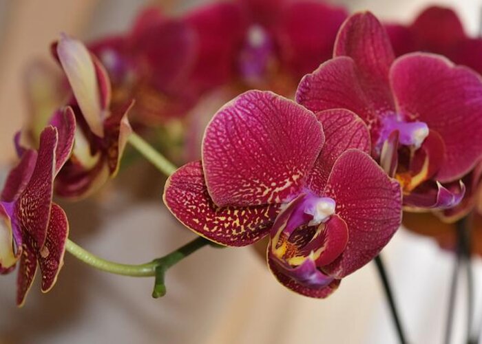 Linda Brody Greeting Card featuring the photograph Crimson Orchids by Linda Brody