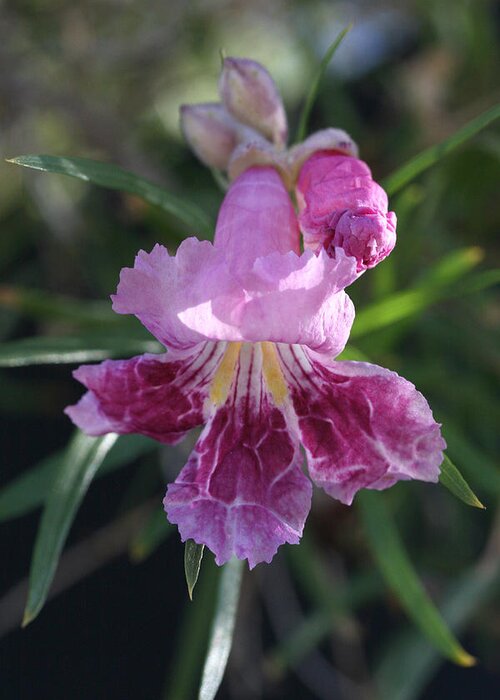 Desert Willow Greeting Card featuring the photograph Crinkled Desert Willow by Tammy Pool