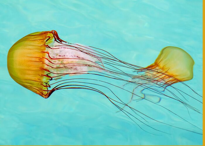 Jelly Fish Greeting Card featuring the photograph Criss Cross by Derek Dean