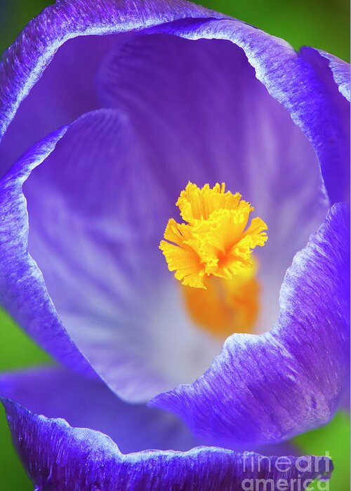 Crocus Greeting Card featuring the photograph Crocus Abstract by Tim Gainey